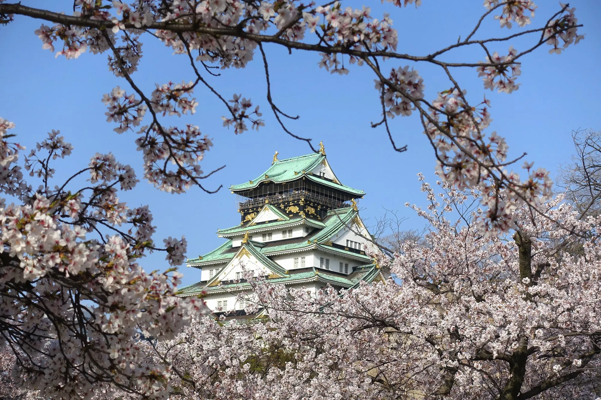 Osaka Castle behind cherry blossoms