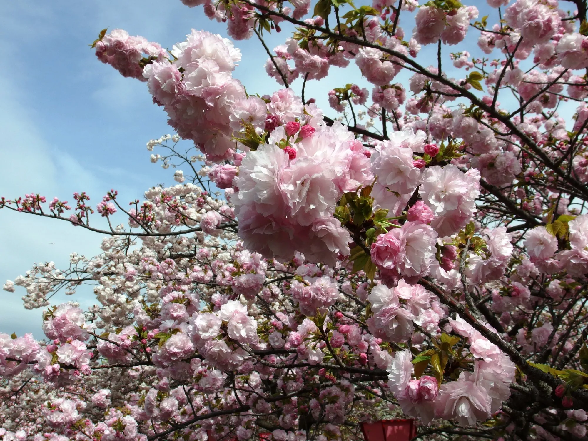 Double cherry blossoms at the Japan Mint